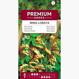 Sternwinde - Kaskade Rot-Gelber Blüten - Mina lobata