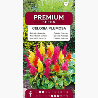 Federbusch-Celosien Mischung - Kammartige Blütenstände, ideal für Beete und Töpfe - Celosia argentea var. plumosa