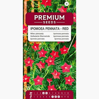 Gefiederte Sternwinde - Rot - Dekorative Sternblüten Für Pergolen - Ipomoea pennata