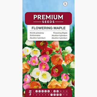 Schönmalve - Glockenförmige Blumen, besonders schön und bunt - Abutilon hybridum