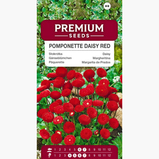 Gänseblümchen Pomponette Rote - Volle Blütenstände, niedrige Höhe, ideal für Beete und Behälter - Bellis perennis