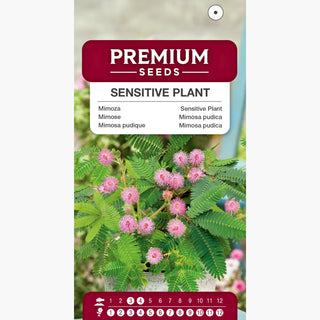 Mimose - Blätter Reagieren Auf Berührung - Mimosa pudica