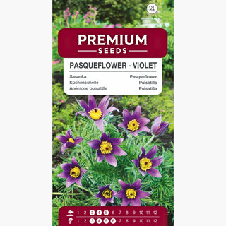 Küchenschelle - Violett - Mehrjährige Pflanze, Winterhart - Pulsatilla vulgaris