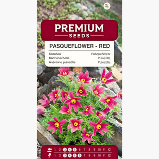 Küchenschelle - Rot - Glockenförmige Blüten Für Steingärten - Pulsatilla vulgaris