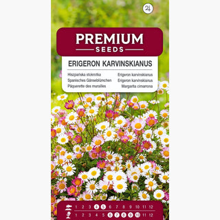 Spanisches Gänseblümchen - Rosaroter Weißer Blütenteppich - Erigeron karvinskianus