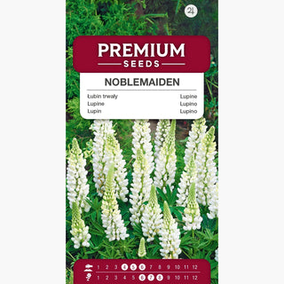 Lupine Noblemaiden - Schneeweiße Blumen bilden prächtige, imposante Ähren - Lupinus polyphyllus