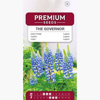 Lupine The Governor - Faszinierende, intensiv blaue Blumen in prächtigen Ähren - Lupinus polyphyllus