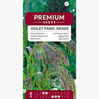 Violette Rispenhirse - Zierliche Rispen, ideal für Beete, Höhe bis zu 100 cm - Panicum violaceum