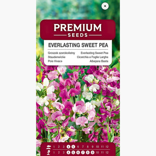 Staudenwicke - Für Die Küche, Für Das Beet - Lathyrus latifolius