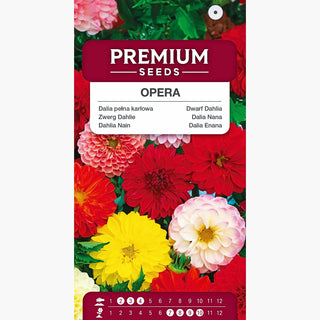 Zwerg Dahlie - Opera - Gefüllte Mischung - Perfekt Für Kübel Und Beeteinfassungen - Dahlia pinnata