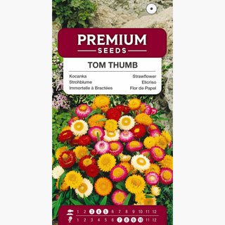 Zwerg Strohblume Tom Thumb Mischung - Intensive Farben, lange Blütezeit, dekorative Blätter - Helichrysum bracteatum
