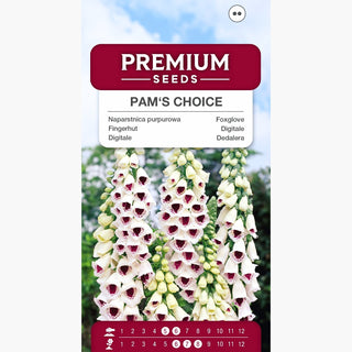 Fingerhut - Pam's Choice - Natürliche Zierpflanzenrarität - Digitalis purpurea