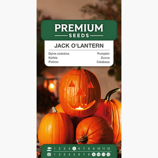 Kürbis Jack O'Lantern - Ideal für Laternen und Dekorationen, Früchte bis zu 10 kg