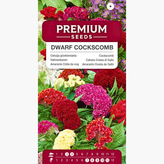 Zwerg Hahnenkamm - Auffällig in Beeten, langblühend - Celosia argentea var. cristata nana