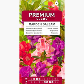 Kamelien Balsaminen - Mischung - Einjährig, Perfekt Für Beete Und Kübel - Impatiens balsamina