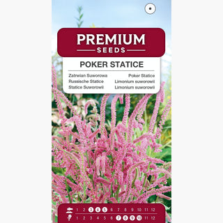 Russische Statice - Langlebig Und Zart, Trockenheitstolerant - Limonium suworowii