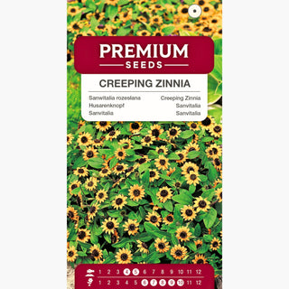 Husarenknopf - Niedrig Wachsende Pflanze, Reich Blühend - Sanvitalia procumbens