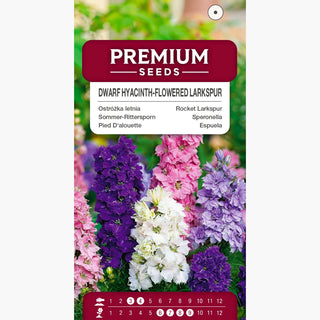 Sommer-Rittersporn - Hyazinthenblütige - Zwerg Mischung - Kompakte, Bunte, Mehrjährige Zierpflanze - Delphinium ajacis