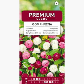 Kugelamarant - Mischung - Bunte Blütenkugeln - Gomphrena globosa