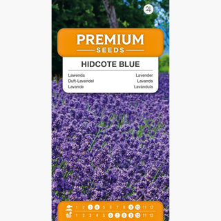Duft-Lavendel Hidcote Blue - Blumen mit betörendem Duft und außergewöhnlicher Schönheit - Lavandula angustifolia
