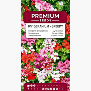 Hängegeranie - Speedy Mischung - Ideal Für Hängetöpfe - Pelargonium peltatum