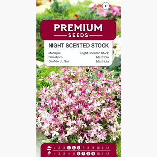 Gemshorn - Einfache Kultivierung, erstaunlicher Duft, perfekt für den Garten - Matthiola bicornis