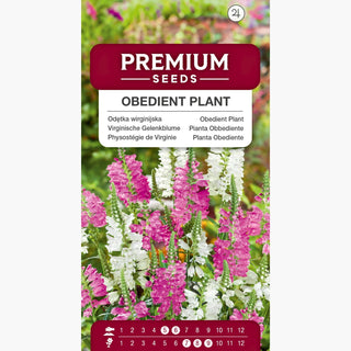 Virginische Gelenkblume - Mischung - Pastellfarbene Blütenmischung - Physostegia virginiana