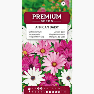 Kapmargarite - Mischung - Blüht Von Frühling Bis Herbst - Osteospermum ecklonis