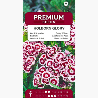 Bartnelke - Holborn Glory - Originale Zweifarbige Sorte - Dianthus barbatus