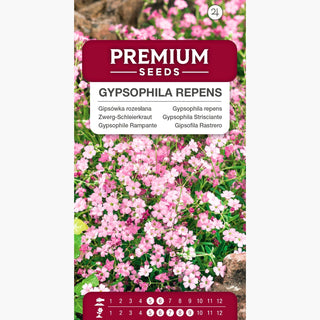 Zwerg-Schleierkraut - Mischung - Zarte Pastellfarben-Mischung - Gypsophila repens