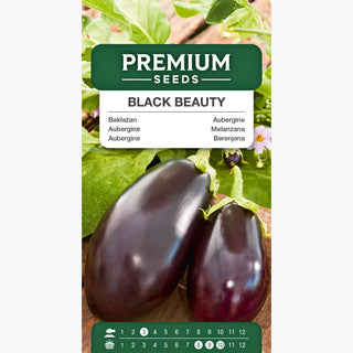 Aubergine Black Beauty - Reichliche Ernte, leicht zu kultivieren