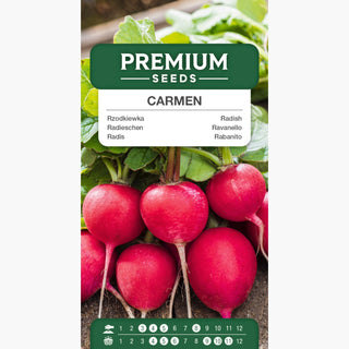 Radieschen Carmen - Reiche Ernte im Frühling und Herbst