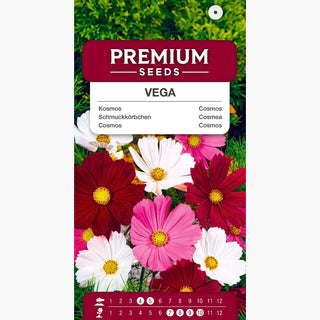 Schmuckkörbchen Vega Mischung - Üppige Blüte, dürreresistent, reichliche Blüte - Cosmos bipinnatus