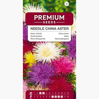 Sommeraster Strahlen Mischung - Mehrfarbige, nadelartige Blumen, ideal für Beete und Sträuße - Callistephus chinensis