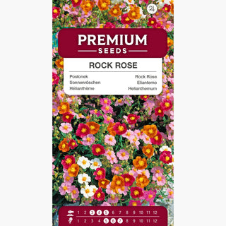 Sonnenröschen Mischung - Immergrüner Blütenteppich, frostbeständig - Helianthemum nummularium Mutabile