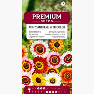 Wucherblume Mischung - Frostbeständig, reichblühend, leicht zu kultivieren - Chrysanthemum tricolor