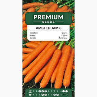 Möhre - Amsterdam 3 - Früh, schmackhaft und saftig, ideal für Rohkostsalate und Säfte