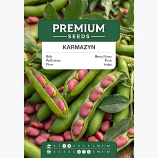 Puffbohne Karmazyn - Reichtum an Geschmack und Nährwerten