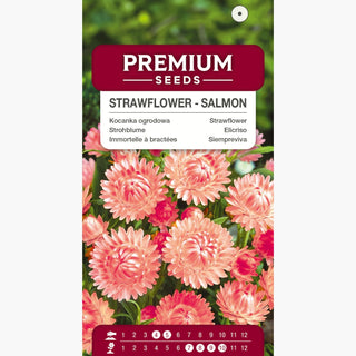 Strohblume - Lachs - Perfekt Für Trockengestecke - Helichrysum bracteatum