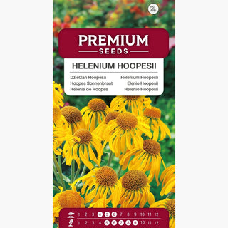 Hoopes Sonnenbraut - Pflegeleichte Mehrjährige - Helenium hoopesii