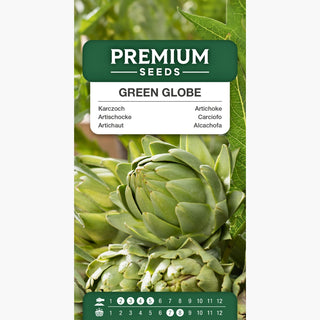 Artischocke Green Globe - Reichliche Ernte, leckeres, fleischiges Herz - Cynara scolymus