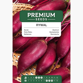 Rote Rübe Rywal - Ideal Für Konserven, Saftiges Fruchtfleisch