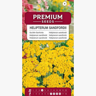 Helipterum sandfordii - Goldgelbe, Reich Blühende Polster - Helipterum humboldtianum