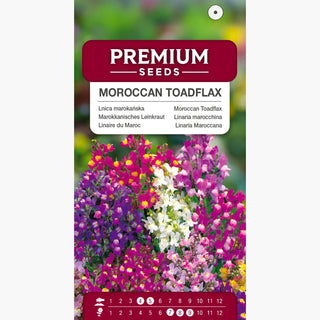 Marokkanisches Leinkraut - Farbenpracht Im Sommergarten - Linaria maroccana