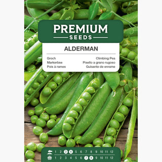 Markerbse Alderman - Leckere, große Samen, ideal zum Trocknen - Pisum sativum