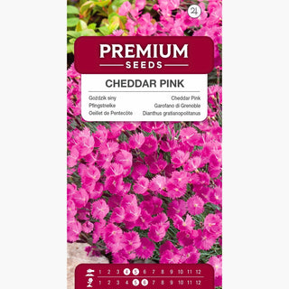 Pfingstnelke - Trockenheitsliebend, Besonders Robust - Dianthus gratianopolitanus
