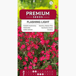 Heidenelke - Flashing Light - Rote Blüte Mit Besonderem Akzent - Dianthus deltoides