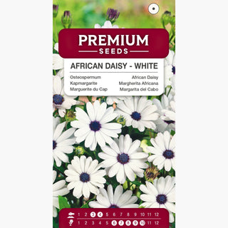 Kapmargarite - Weiß - Schneeweiße Blüten, Kompakter Wuchs - Osteospermum ecklonis