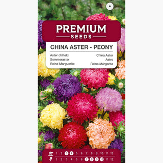 Sommeraster Paeonien Mischung - Große, volle Blumen wie Pfingstrosen, ideal für Beete und Sträuße - Callistephus chinensis