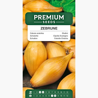 Schalotte Zebrune - Feiner, milder Geschmack, ideal für Salate und Soßen - Allium cepa var. aggregatum